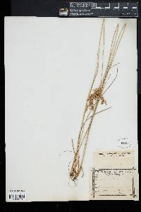 Juncus dichotomus image