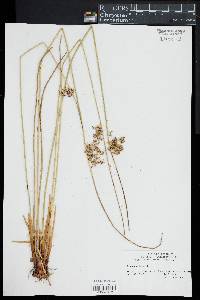 Juncus effusus image