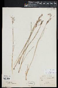 Juncus gerardi image