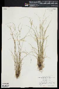 Juncus tenuis image