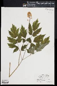 Actaea pachypoda image