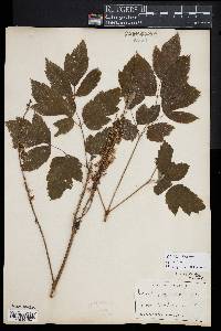 Image of Actaea racemosa