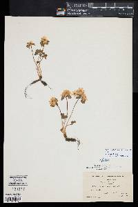 Thalictrum thalictroides image