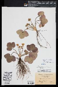 Hepatica nobilis image