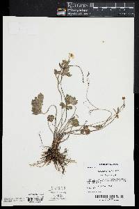 Ranunculus hispidus image