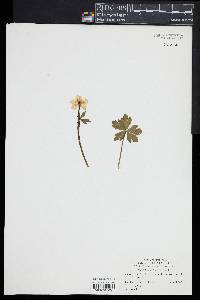 Trollius laxus image