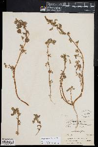 Image of Amaranthus blitum