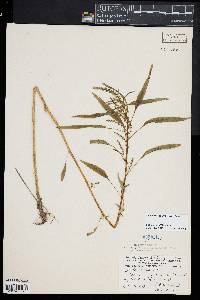 Amaranthus cannabinus image