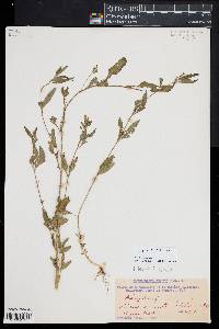 Atriplex littoralis image