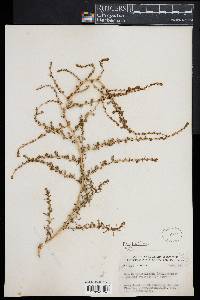 Bassia hyssopifolia image