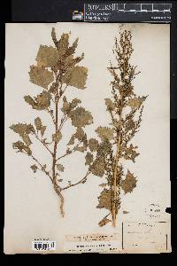 Chenopodium urbicum image