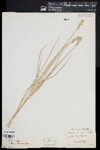 Image of Carex albolutescens