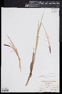 Carex barrattii image