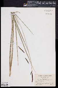 Carex barrattii image