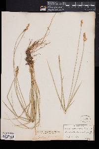 Carex brevior image