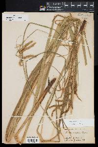 Carex crinita image