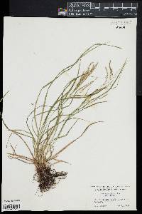 Carex debilis image