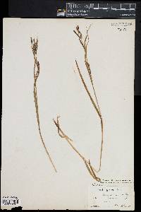 Carex gracillima image