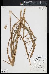 Carex gynandra image