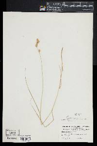 Carex hormathodes image