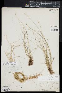 Carex leptalea image