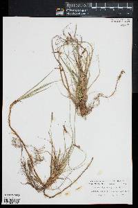 Carex nigromarginata image