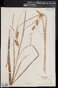 Carex rostrata image