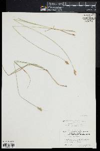 Carex scoparia image