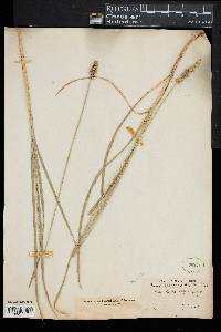 Carex sparganioides image