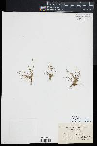 Eleocharis flavescens image