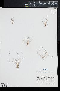 Eleocharis microcarpa image