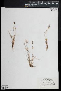 Fimbristylis autumnalis image