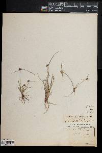 Lipocarpha maculata image