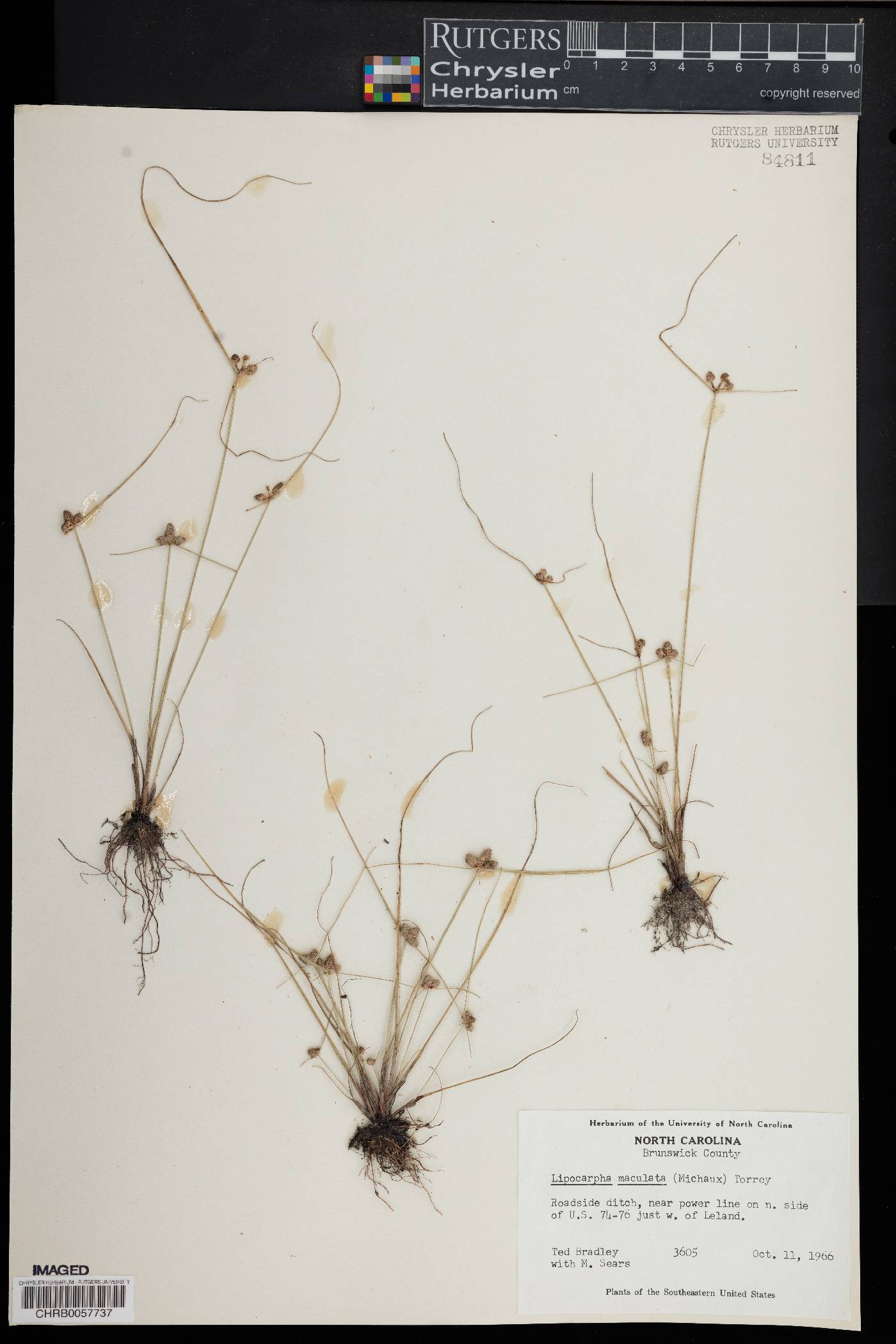 Lipocarpha maculata image
