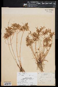 Cyperus filicinus image