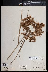 Scirpus cyperinus image