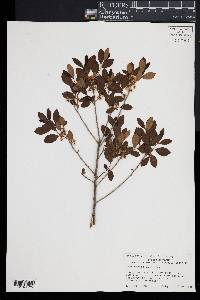 Ilex glabra image