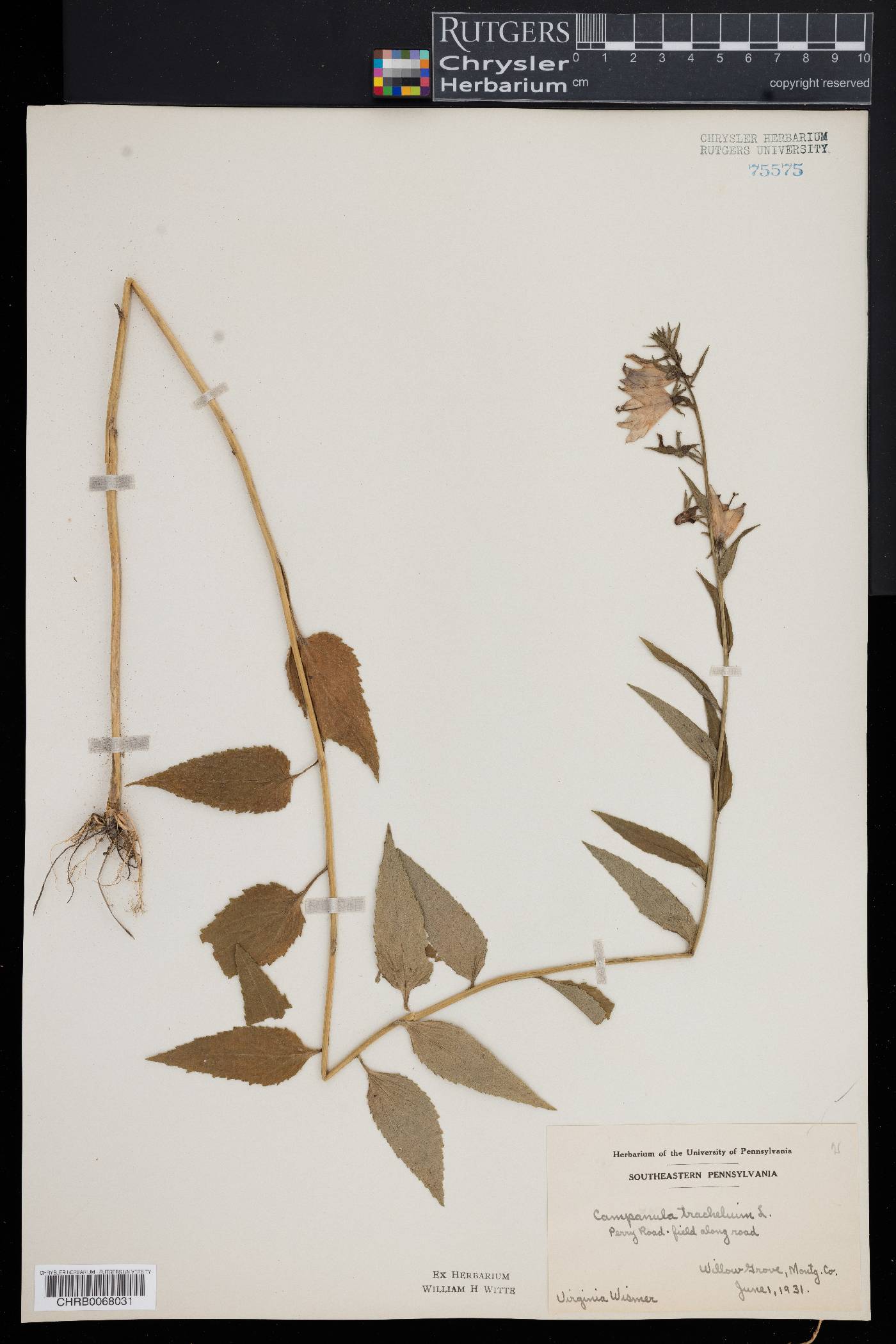 Campanula trachelium image