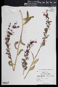 Lobelia cardinalis image