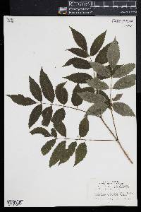 Sambucus nigra ssp. canadensis image