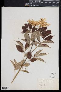 Sambucus nigra ssp. canadensis image