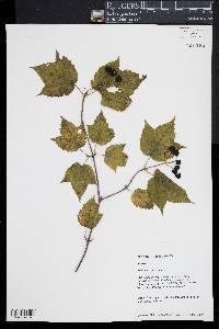 Viburnum acerifolium image