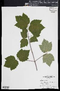 Viburnum acerifolium image