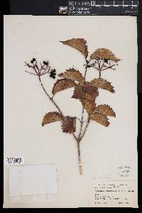 Viburnum dentatum image