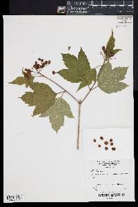 Viburnum opulus image