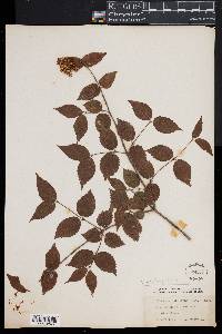 Viburnum rafinesqueanum image