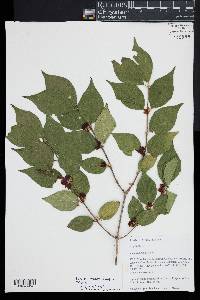 Lonicera maackii image