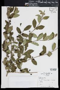 Lonicera morrowii image