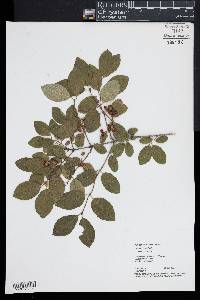 Lonicera xylosteum image