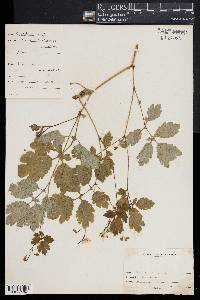 Chelidonium majus image